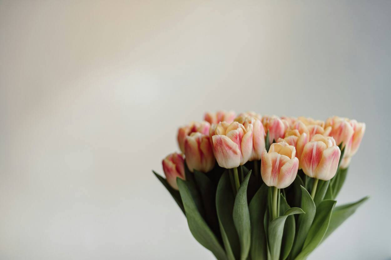 Your Ultimate Tulip Guide Before The Season End